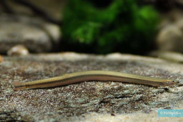 Golden Kuhli Loach (Pangio doriae) - Live Fish