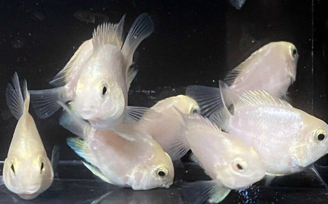 Polar Ice Parrot Cichlid (Cichlasoma sp. var) - Live Fish
