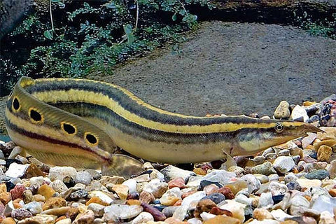 Peacock Spiny Eel (Striped Eel) (Macrognathus spp.) - Live Fish