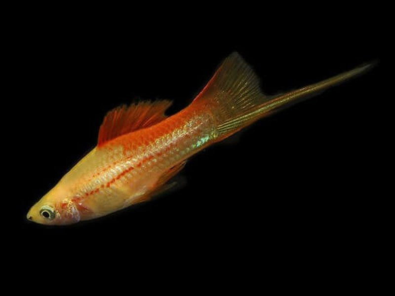 Pineapple Swordtail (Xiphophorus hellerii) - Live Fish