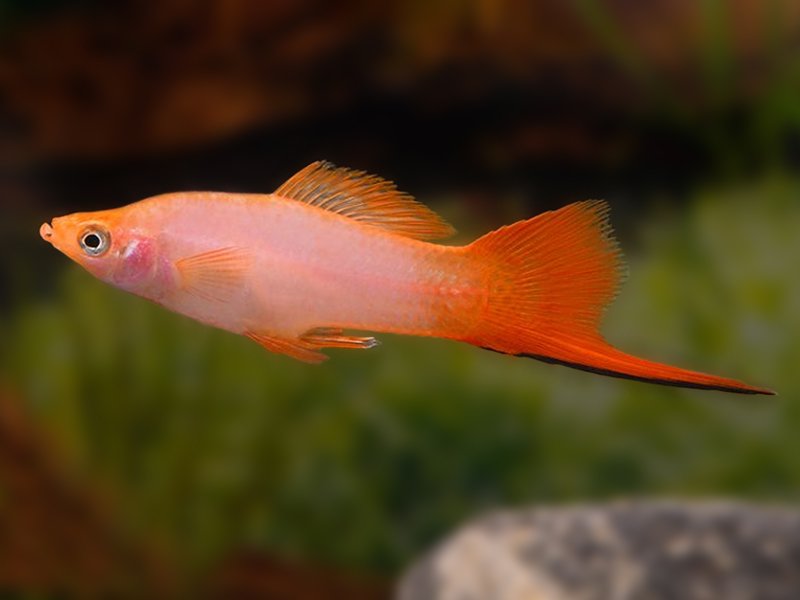 Pink Twinbar Swordtail (Xiphophorus hellerii)- Live Fish