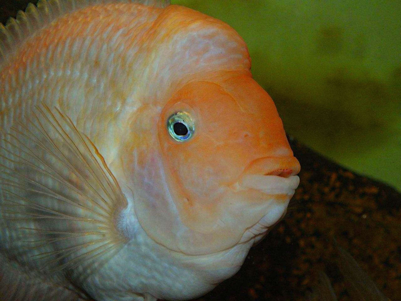 Pink Convict Cichlid (Amatitlania nigrofasciata) - Live Fish