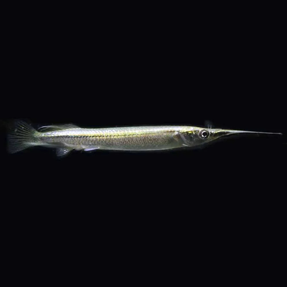 Platinum Celebes Halfbeak (Nomorhamphus liemi var. albino)