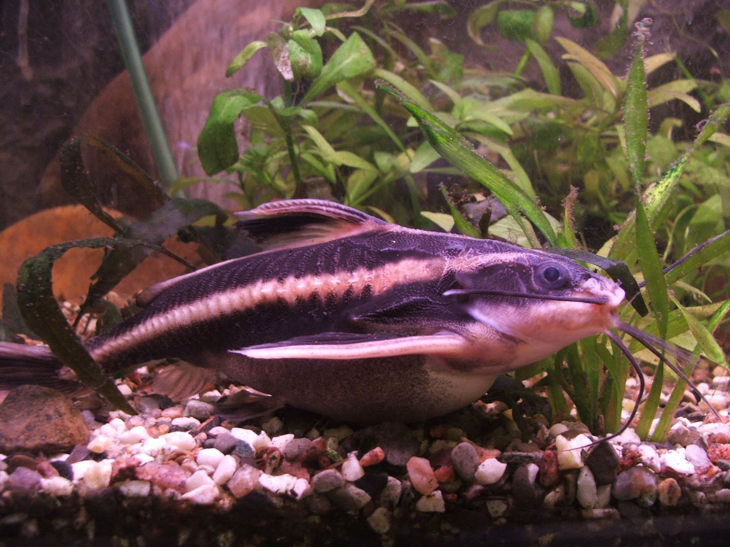 Striped Raphael Catfish (Platydoras armatulus) - Live Fish