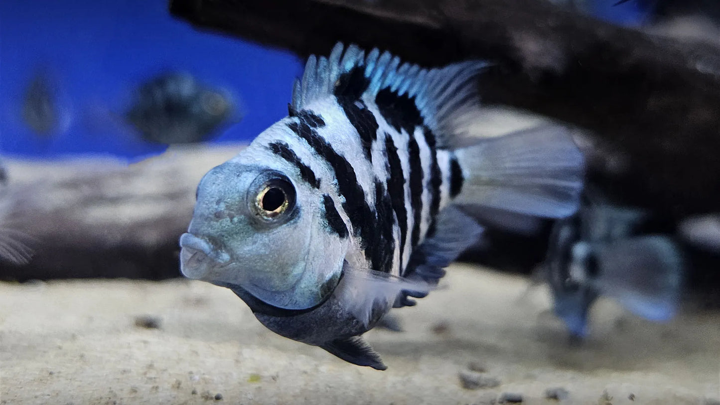 Blue Tiger Parrot Cichlid (Amatitlania Nigrofasciata blue) - Live Fish
