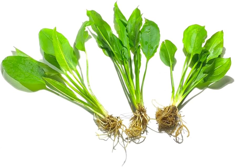 Root - Sword Assorted