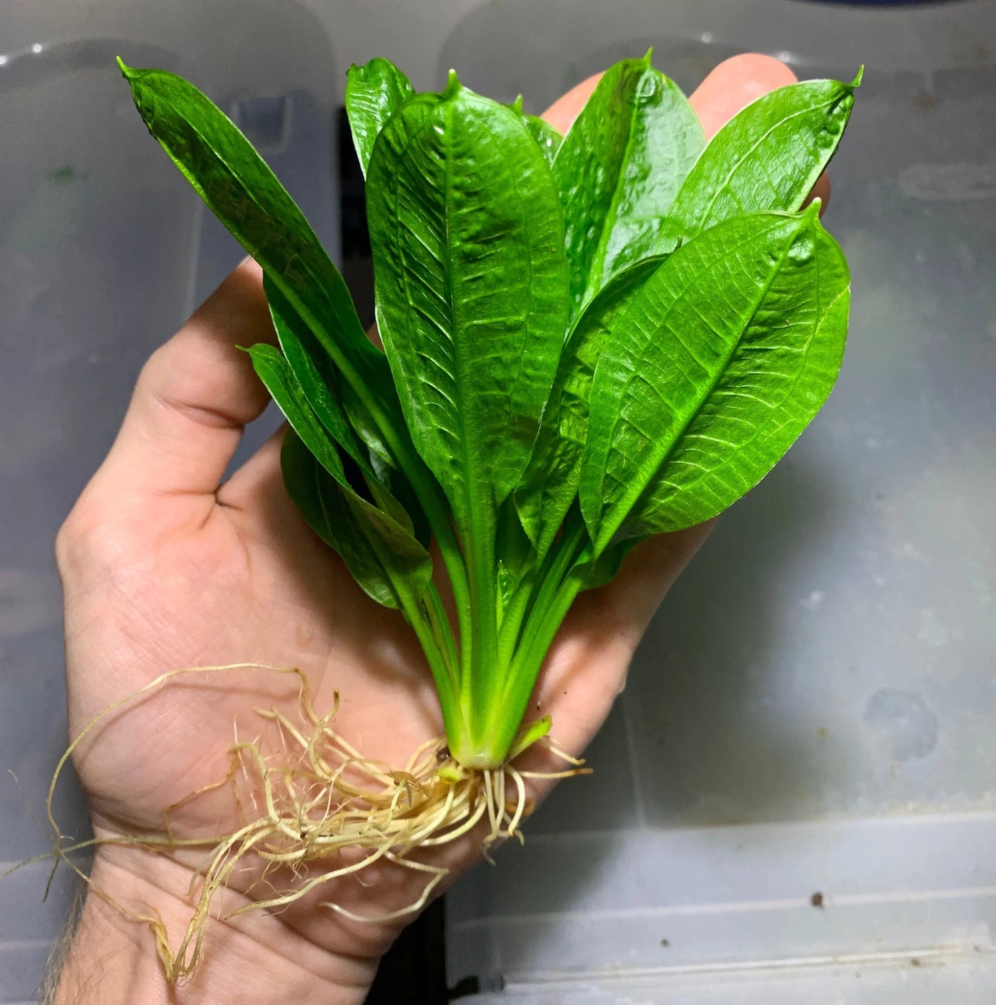 Root - Sword Assorted