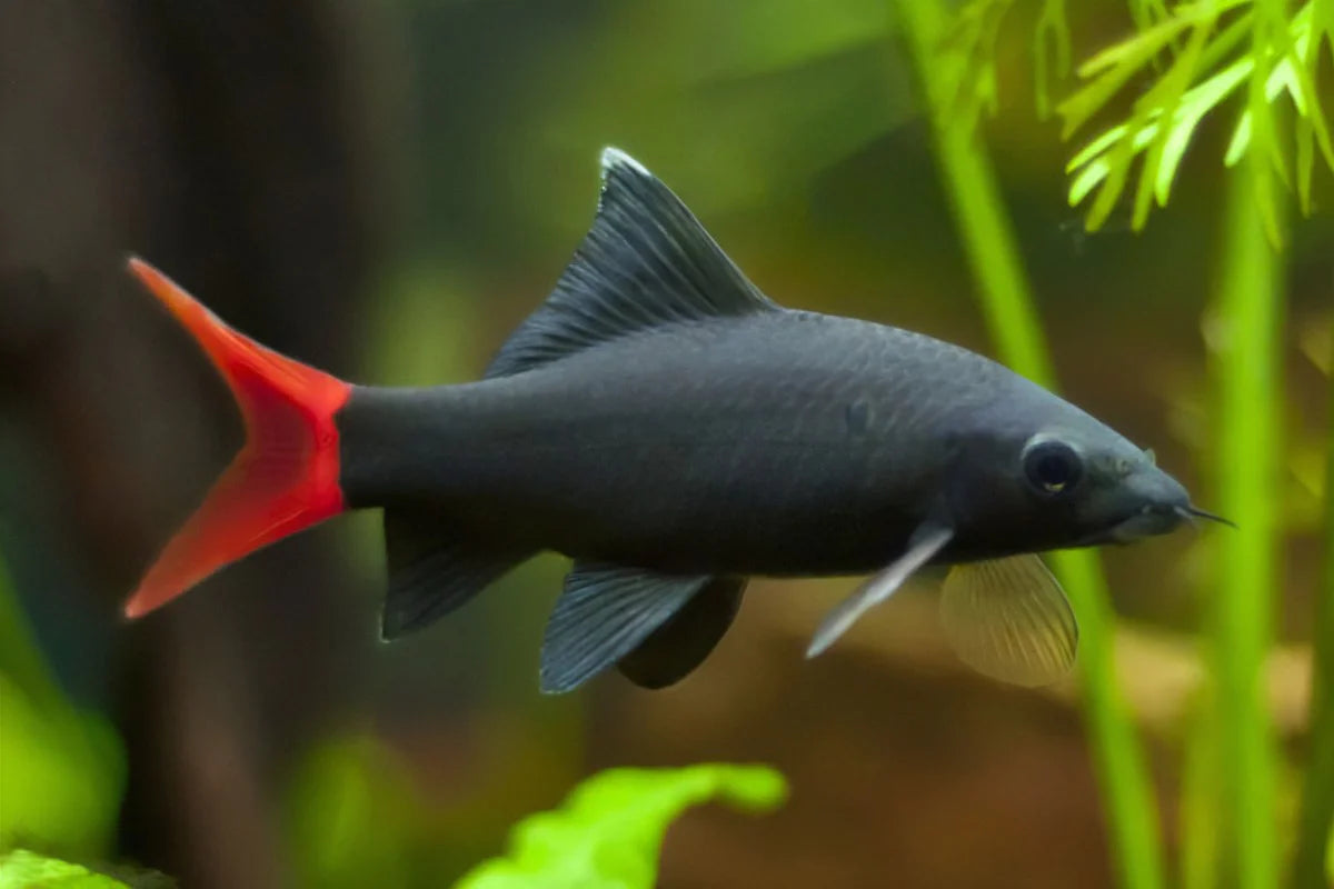 Redtail Black Shark (Epalzeorhynchos bicolor) - 1.5" - Live Fish
