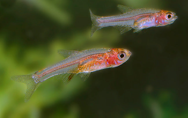 Red Line Axelrodi Rasbora (Sundadanio axelrodi "Red Line") - Live Fish