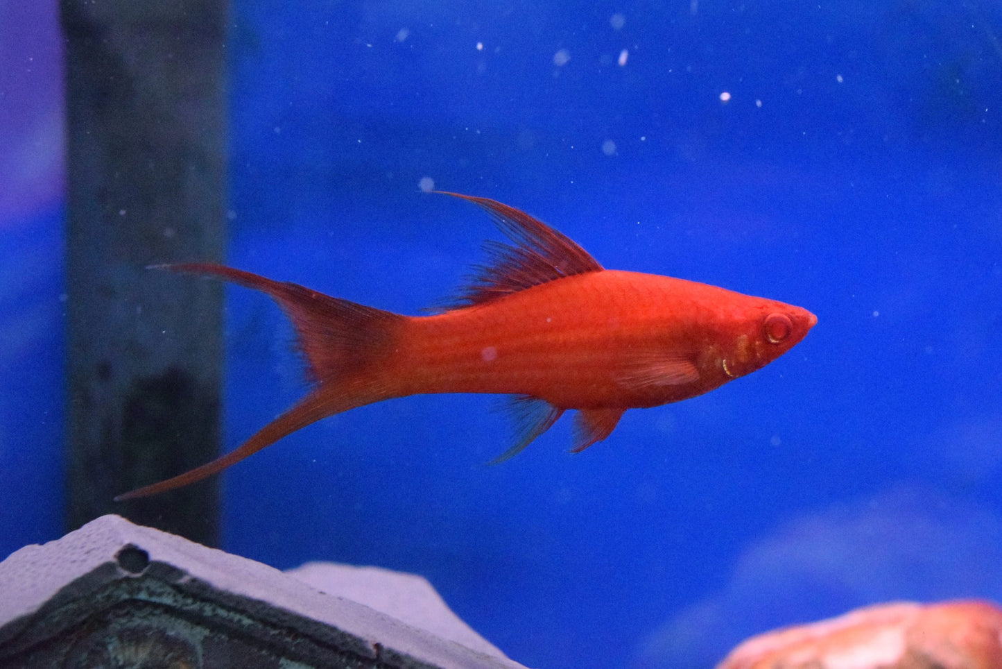 Red Lyretail Swordtail (Xiphophorus hellerii) - Live Fish