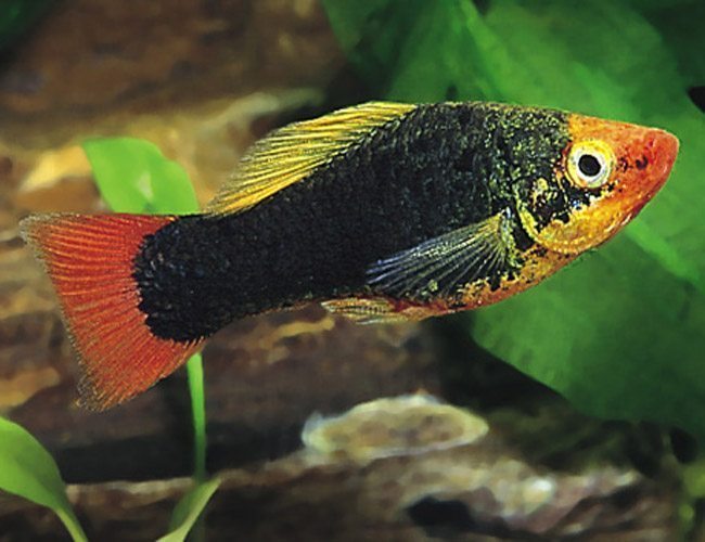 Redtail Black Variatus Platy (Xiphophorus maculatus)