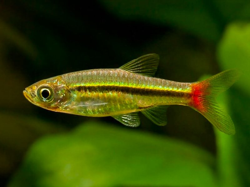 Brilliant Rasbora (Rasbora Einthovenii) - Live Fish