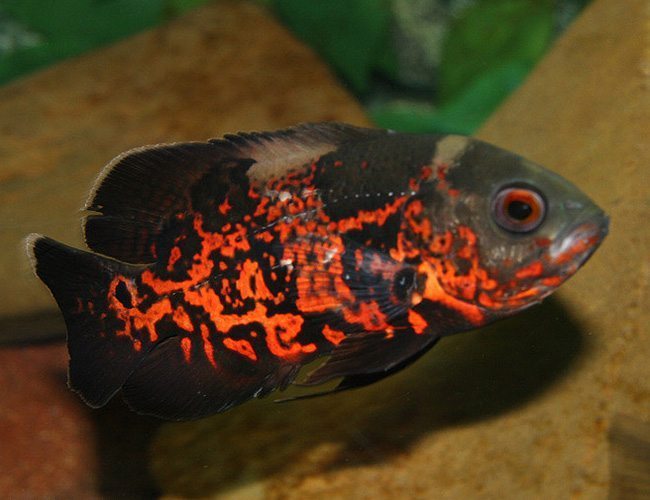 Red Tiger Oscar Cichlid (Astronotus ocellatus) - 1"-2" - Live Fish