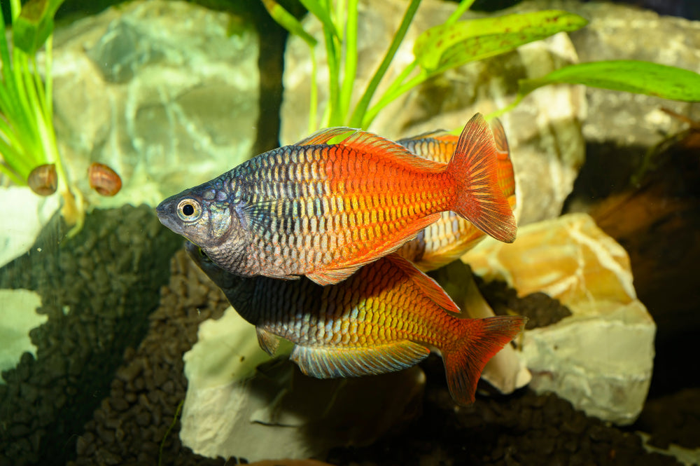 Red Dragon Rainbowfish (Glossolepis multisquamata) - Live Fish