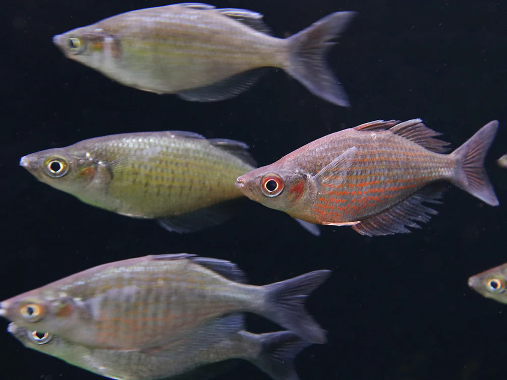 Red Dragon Rainbowfish (Glossolepis multisquamata) - Live Fish