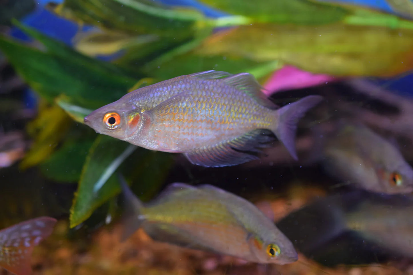 Red Dragon Rainbowfish (Glossolepis multisquamata) - Live Fish