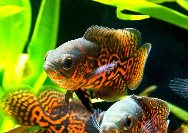 Red Tiger Oscar Cichlid (Astronotus ocellatus) - 1"-2" - Live Fish