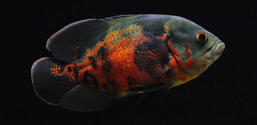 Red Tiger Oscar Cichlid (Astronotus ocellatus) - 1"-2" - Live Fish