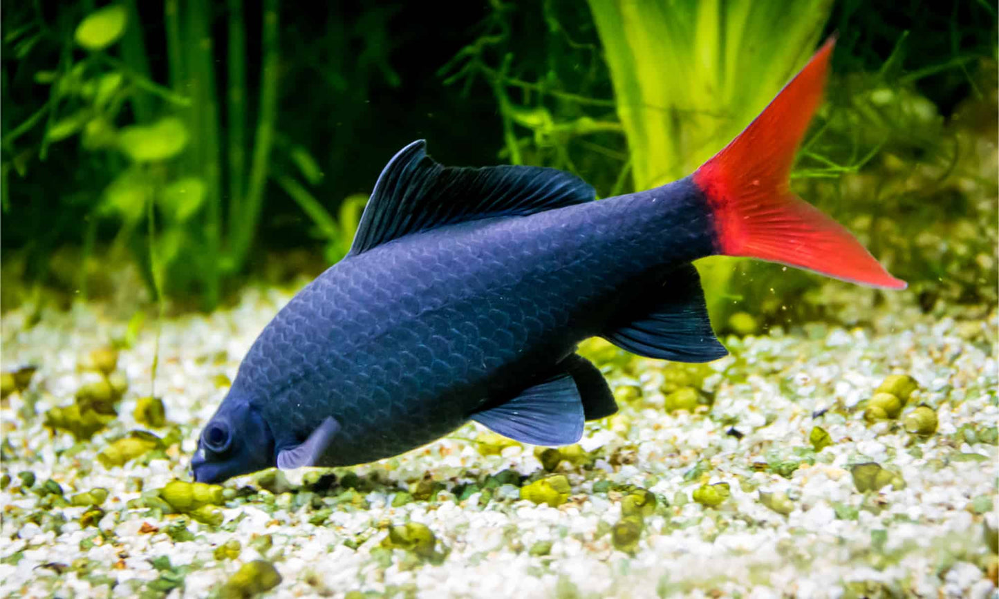 Redtail Black Shark (Epalzeorhynchos bicolor) - 1.5" - Live Fish