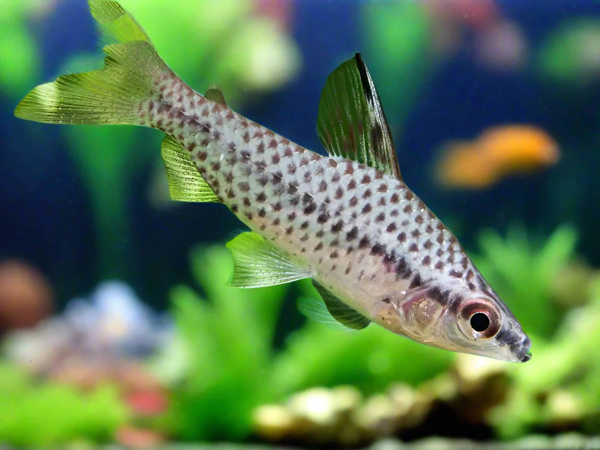 Chilodus Punctatus Headstander