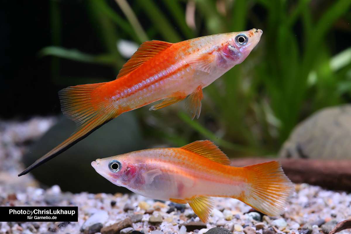 Pineapple Swordtail (Xiphophorus hellerii) - Live Fish