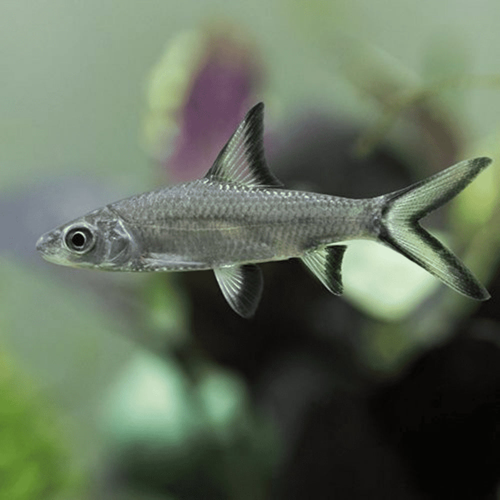 Silver Bala Shark (Balantiocheilos melanopterus) - Live Fish
