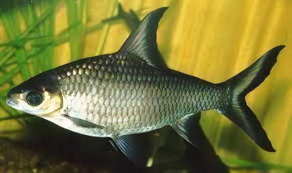 Silver Bala Shark (Balantiocheilos melanopterus) - Live Fish