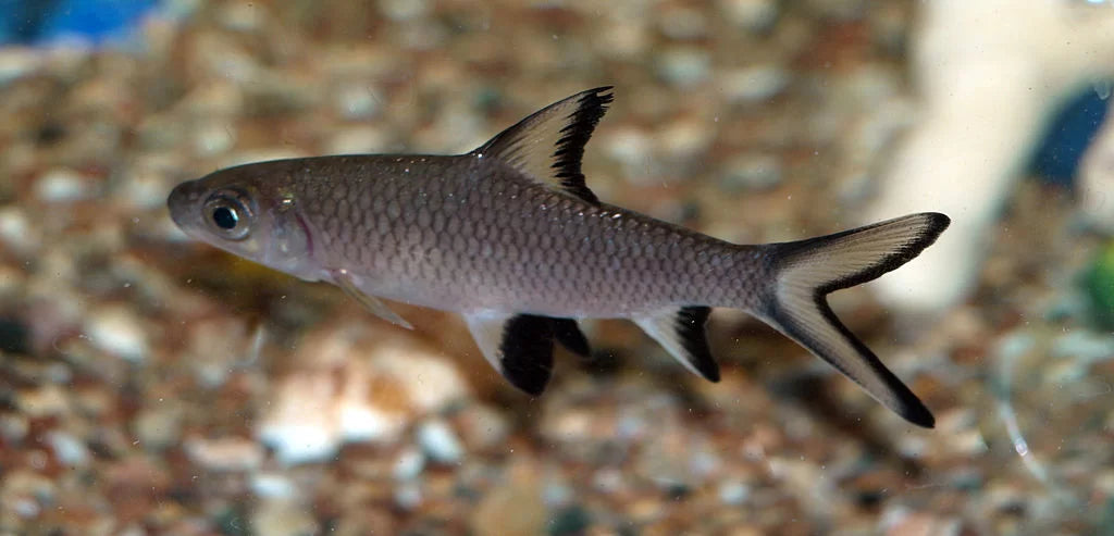 Silver Bala Shark (Balantiocheilos melanopterus) - Live Fish