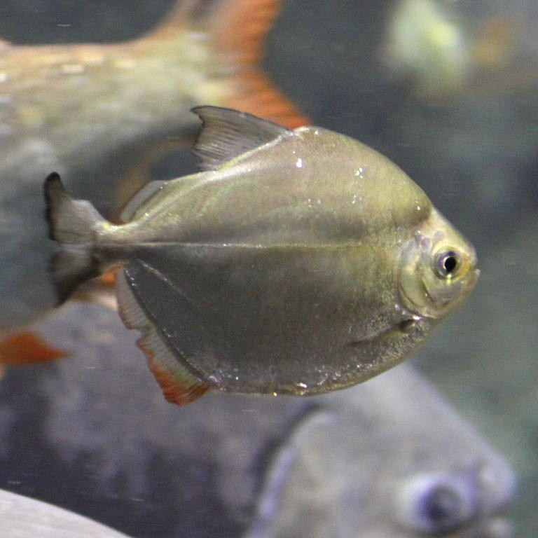 Silver Dollar Fish (Metynnis argenteus) - Live Fish