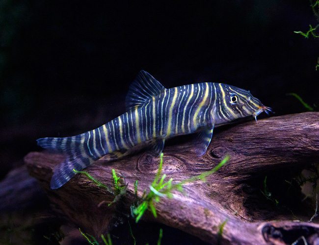 Zebra Loach (Botia Striata) - Live Fish