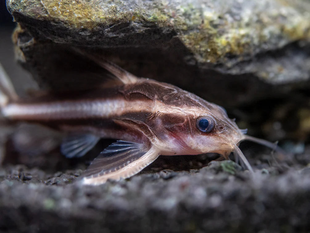 Striped Raphael Catfish (Platydoras armatulus) - Live Fish