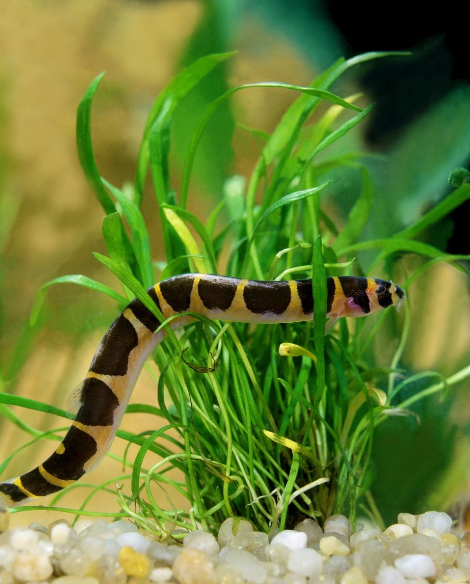 Striped Kuhli Loach (Pangio Kuhli) - Live Fish
