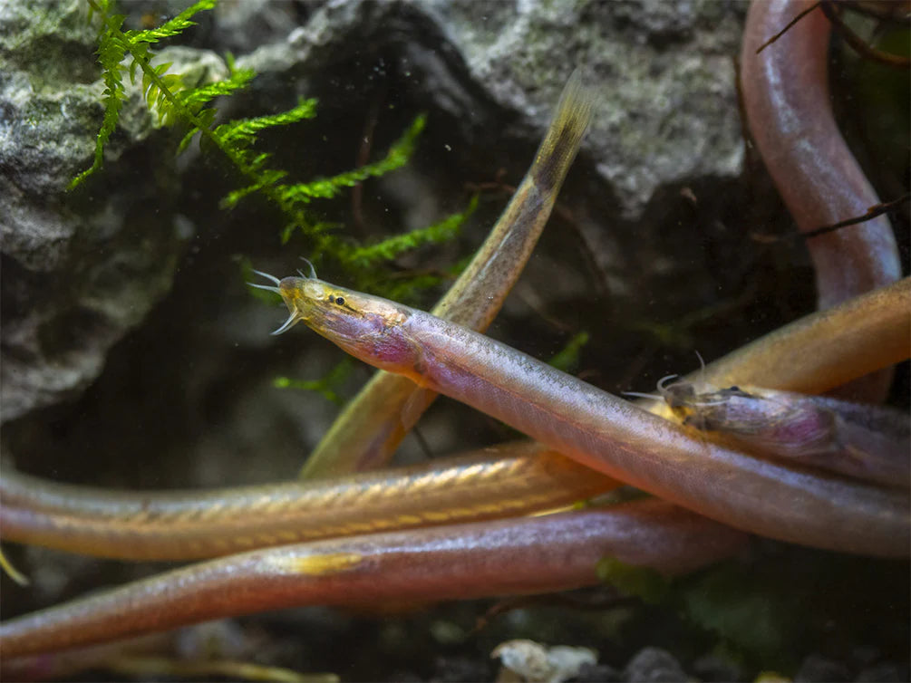 Golden Kuhli Loach (Pangio doriae) - Live Fish