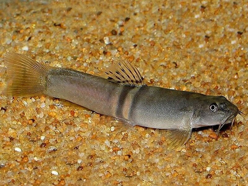 Sumo Loach (Schistura balteata) - Live Fish