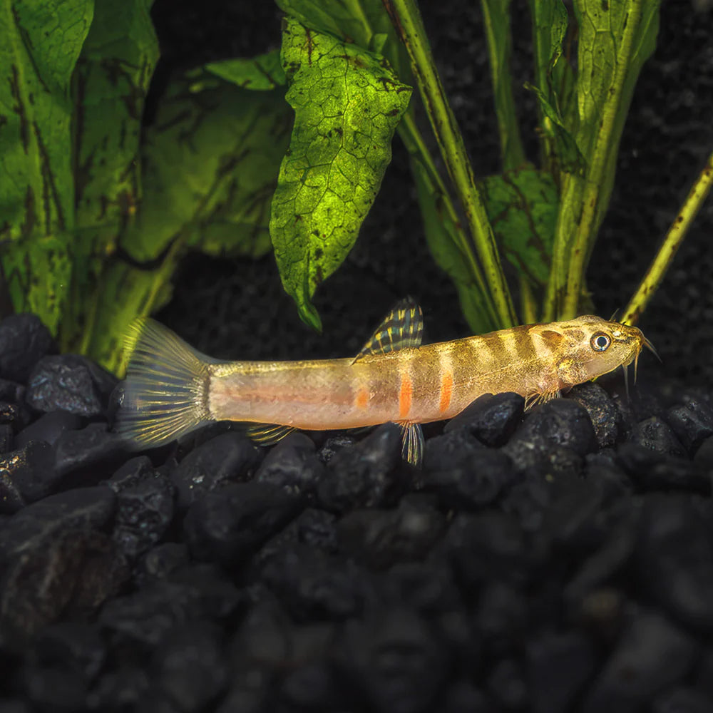 Sumo Loach (Schistura balteata) - Live Fish