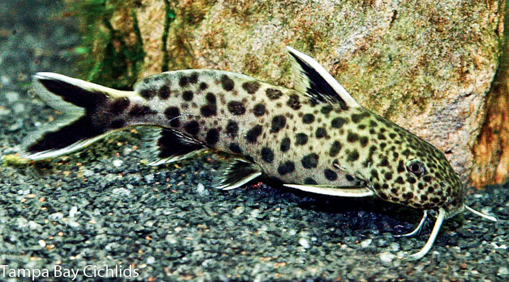 Petricola Synodontis - Tropical Fish