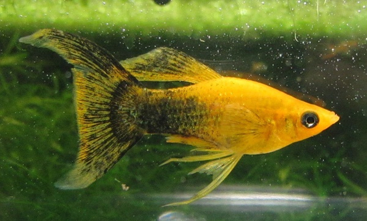 Golden Panda Lyretail Molly (Poecilia sphenops) - Live Fish