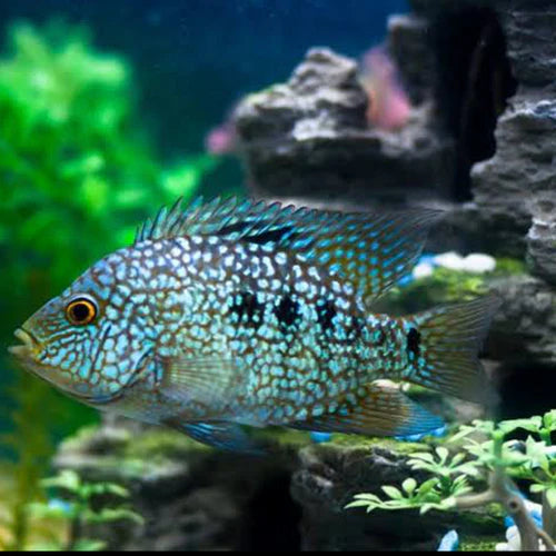 Texas Green Cichlid (Herichthys cyanoguttatus) - Live Fish