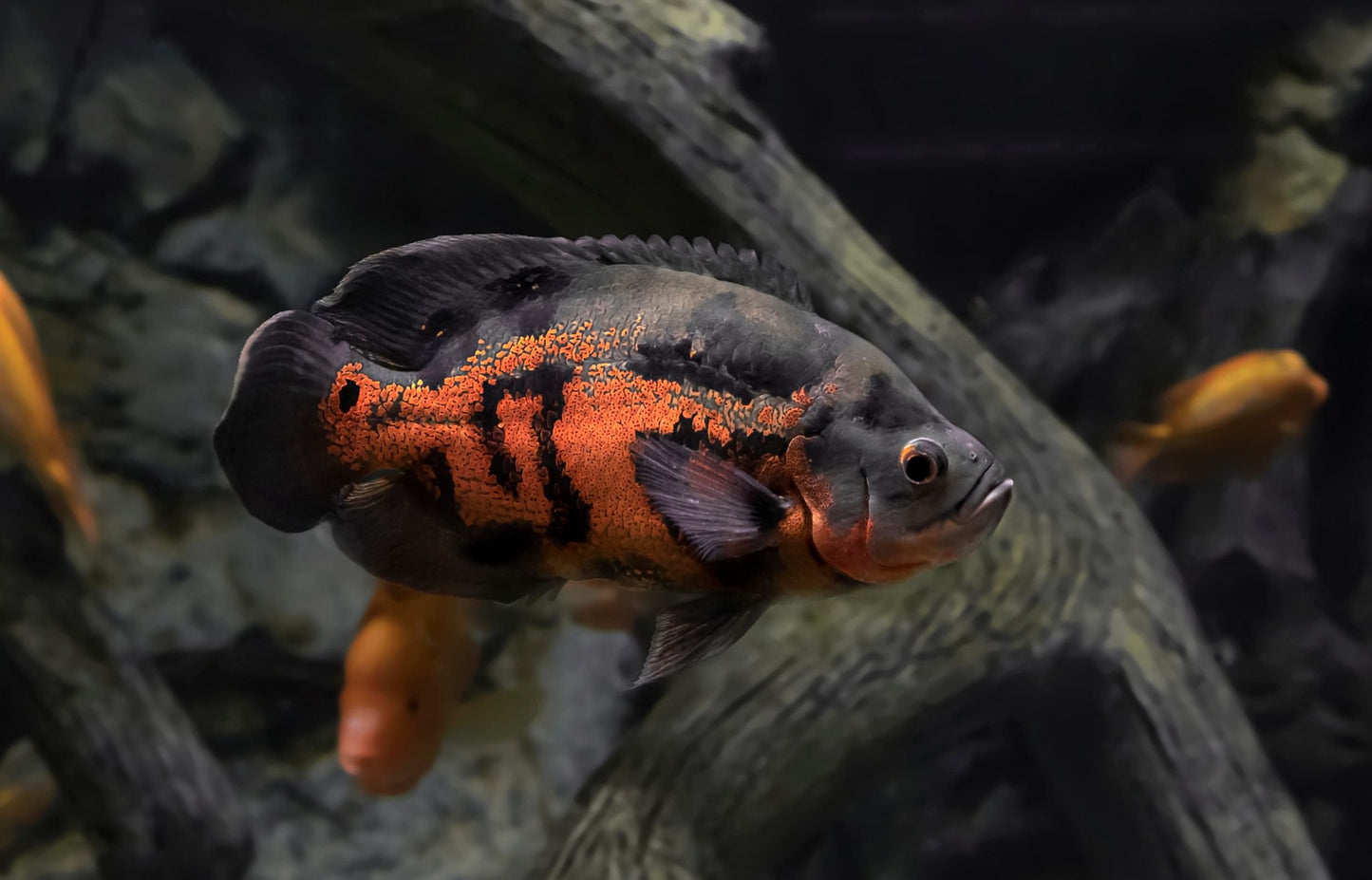 Red Tiger Oscar Cichlid (Astronotus ocellatus) - 1"-2" - Live Fish