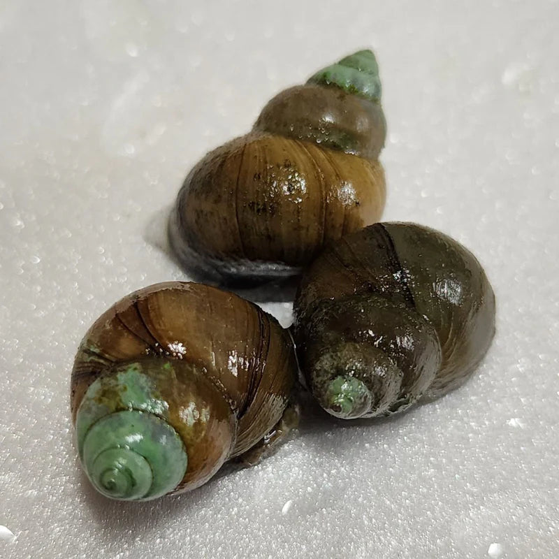 Japanese Trapdoor Snail (Cipangopaludina japonica) - Live Freshwater