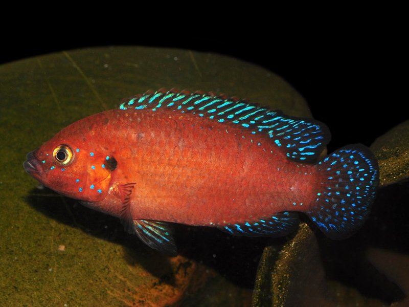 Turkana Jewel Cichlid (Hemichromis exsul) - Live Fish