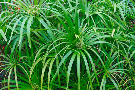 Umbrella Palm Papyrus, 2 pack aquatic plant (Cyperus alternifolius)