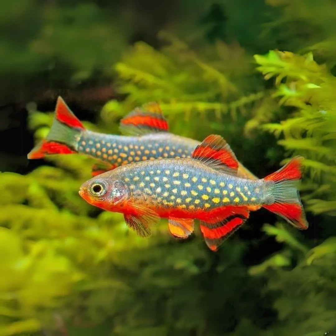 Galaxy Rasbora (Danio margaritatus) - Live Fish