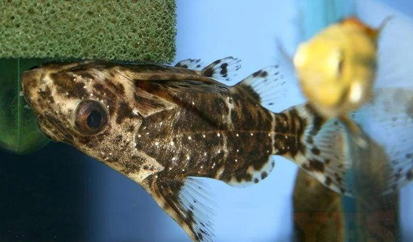 Upside Down Catfish (Synodontis nigriventris) - Live Fish