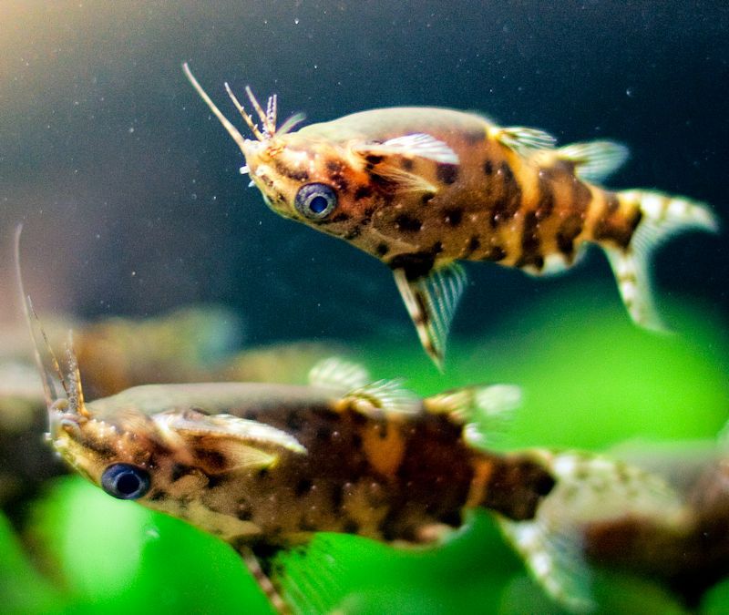 Upside Down Catfish (Synodontis nigriventris) - Live Fish