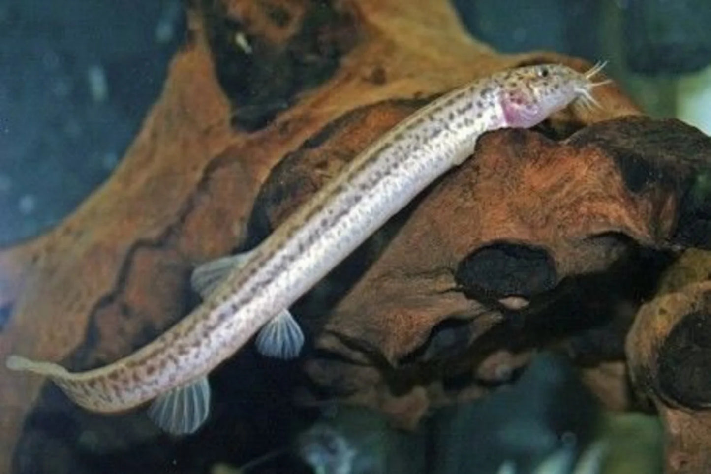Dojo Loach (Misgurnus anguillicaudatus) - Live Fish