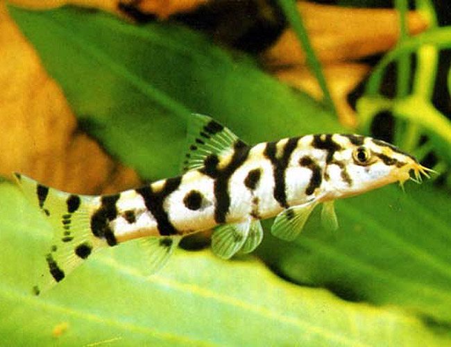 YoYo Loach (Botia almorhae) - Live Fish