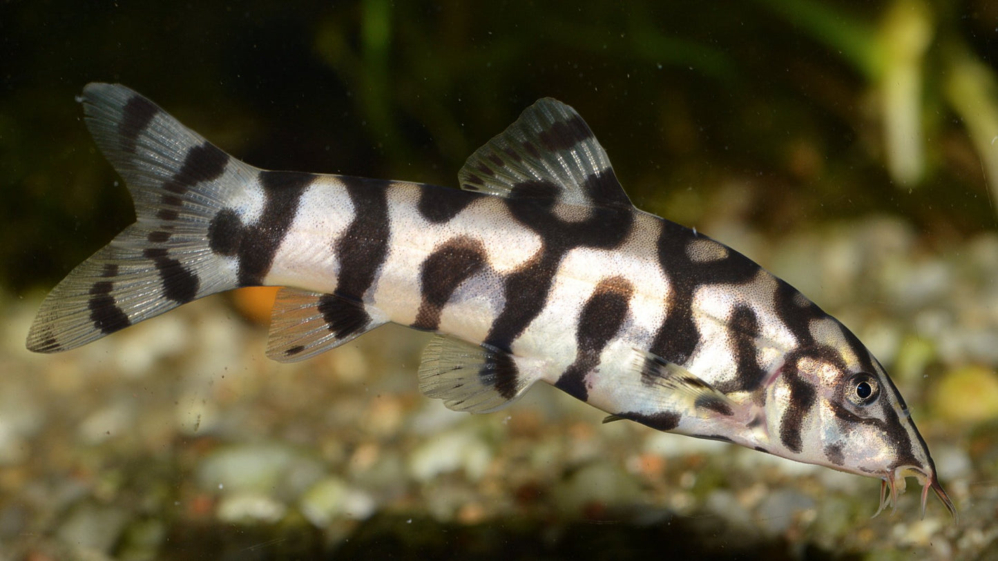 YoYo Loach (Botia almorhae) - Live Fish
