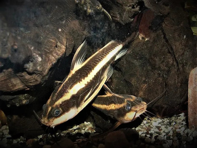 Striped Raphael Catfish (Platydoras armatulus) - Live Fish