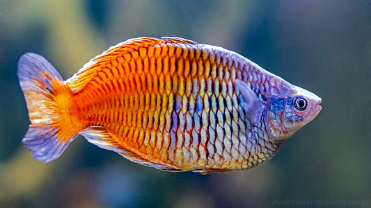 Bosmani Rainbowfish (Melanotaenia boesemani) - Live Fish